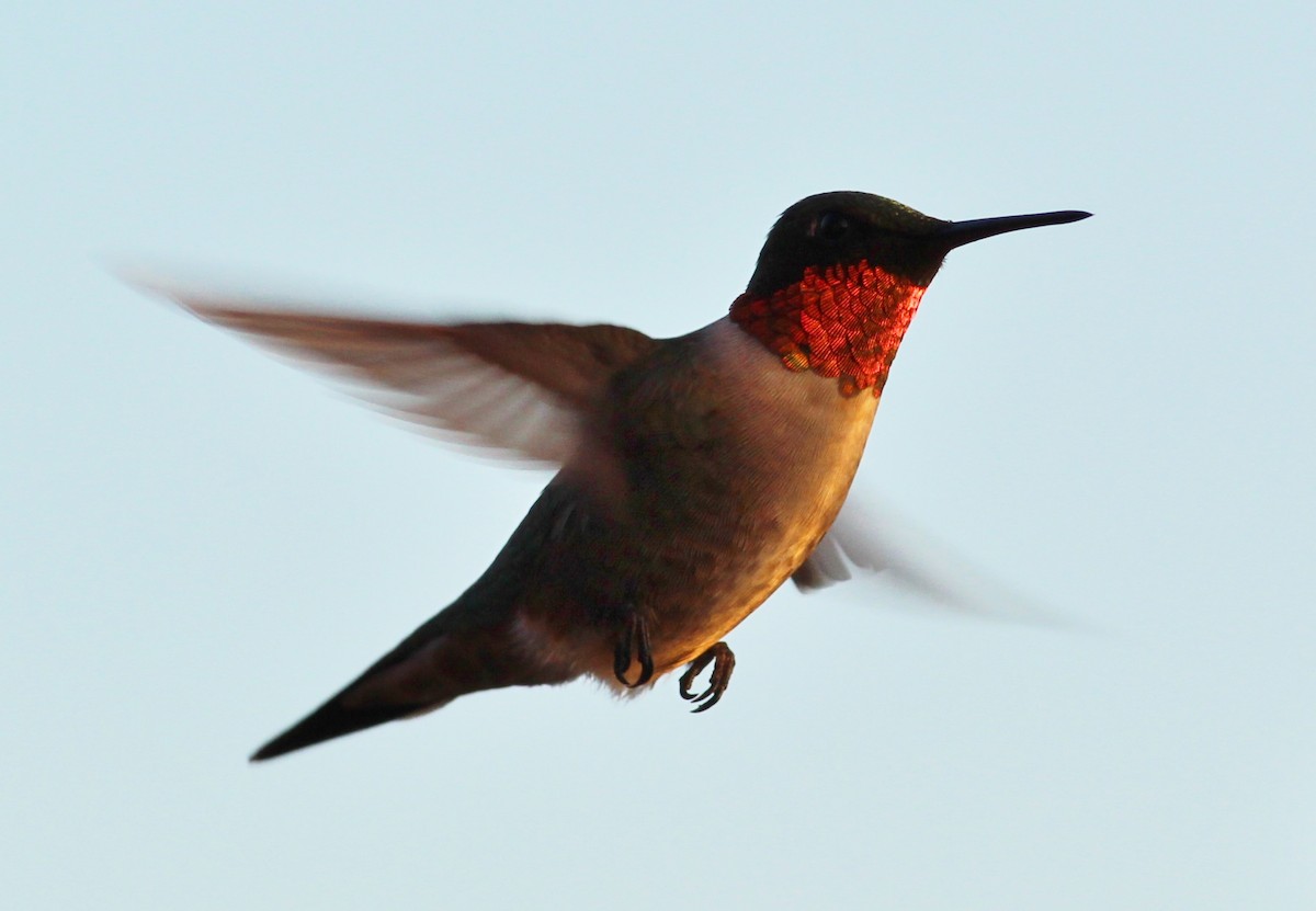 Ruby-throated Hummingbird - ML129521951