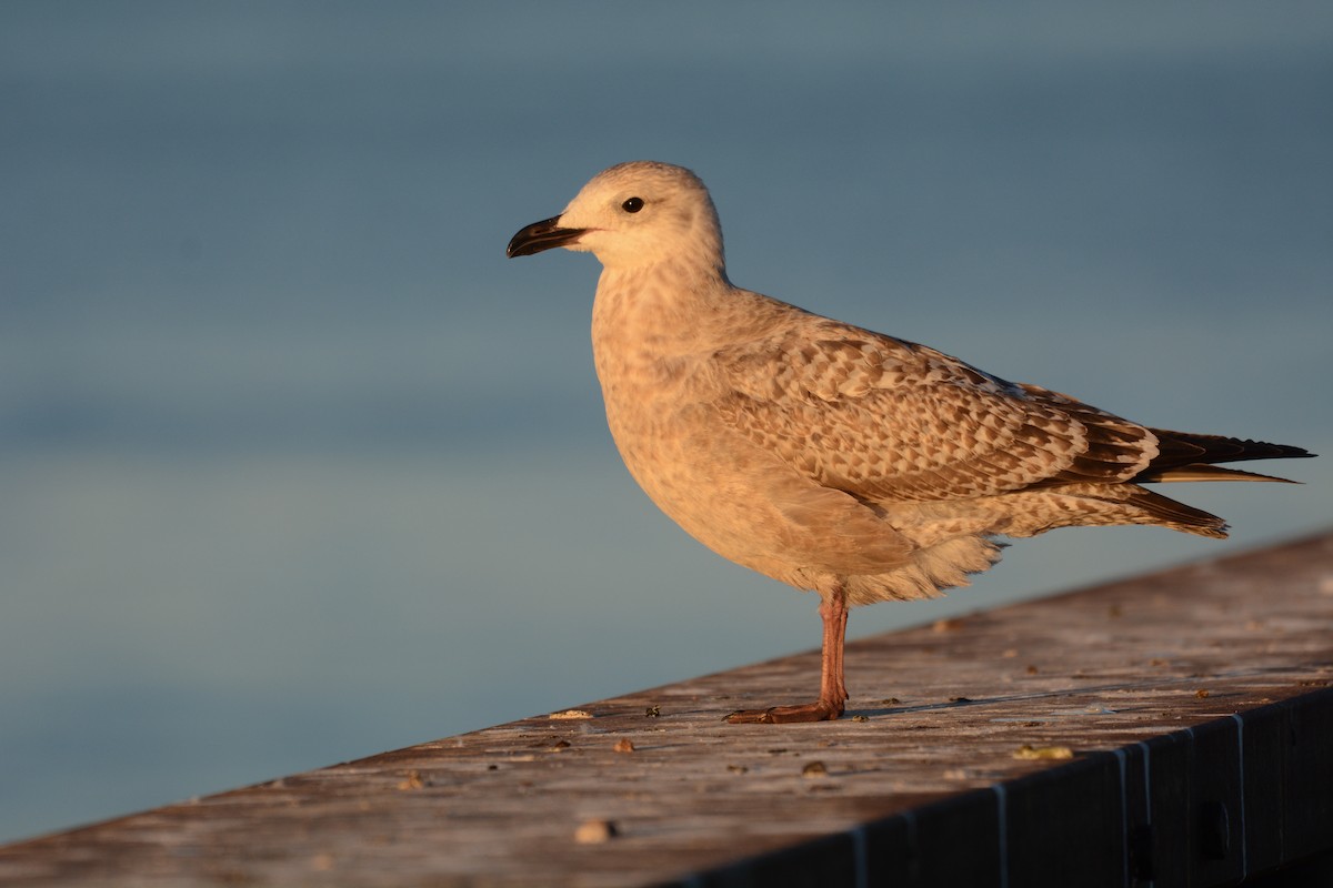 American Herring Gull - ML129522371