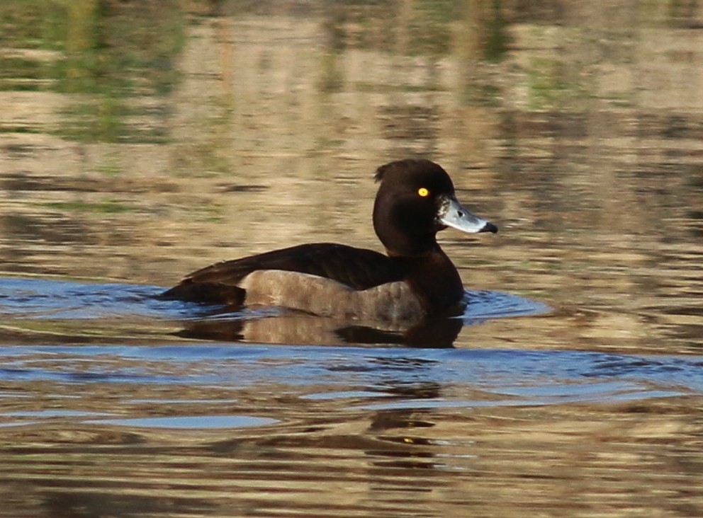 Tufted Duck - ML129524561