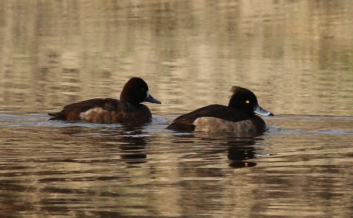 Tufted Duck - ML129524571