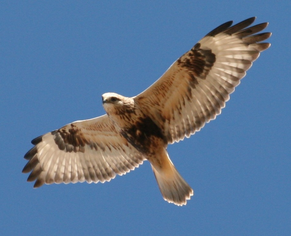 Rough-legged Hawk - ML129524661