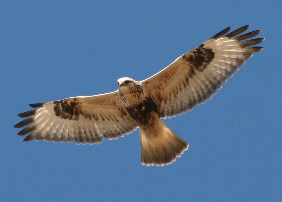 Rough-legged Hawk - ML129524671