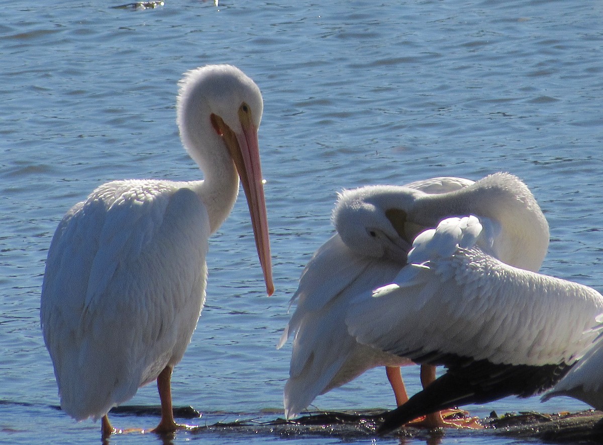 American White Pelican - ML129525131