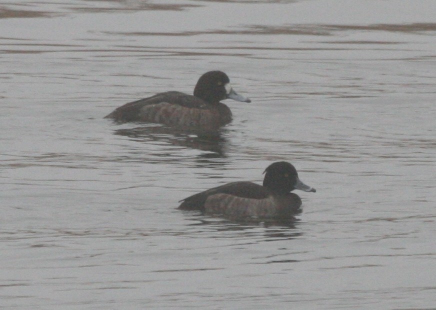 Tufted Duck - Nancy Magnusson