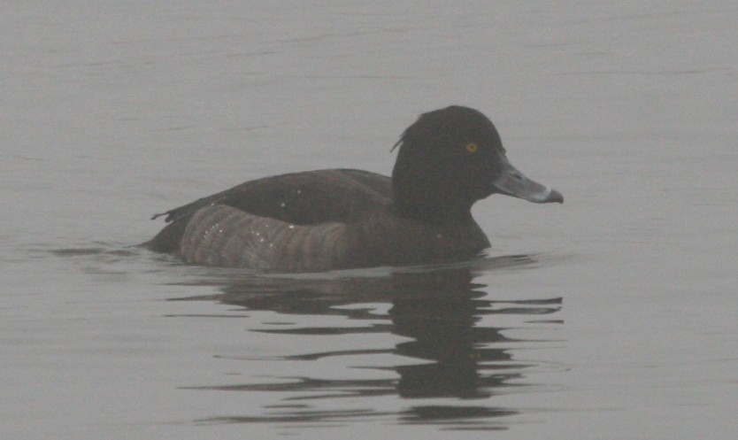 Tufted Duck - Nancy Magnusson