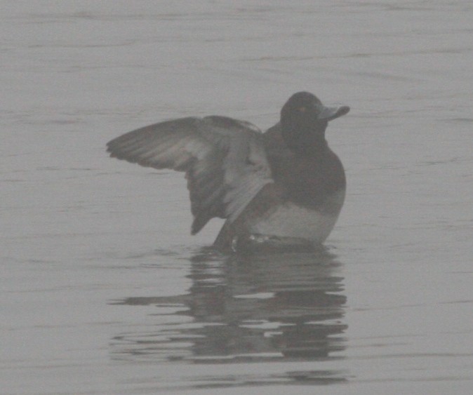 Tufted Duck - ML129526081