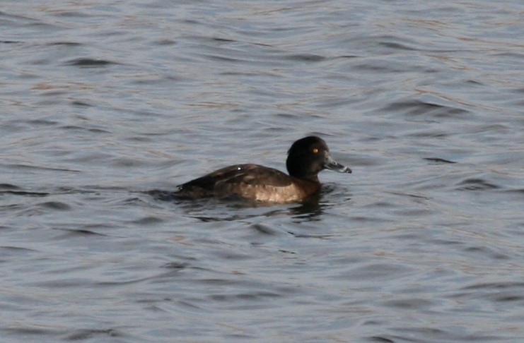 Tufted Duck - Nancy Magnusson