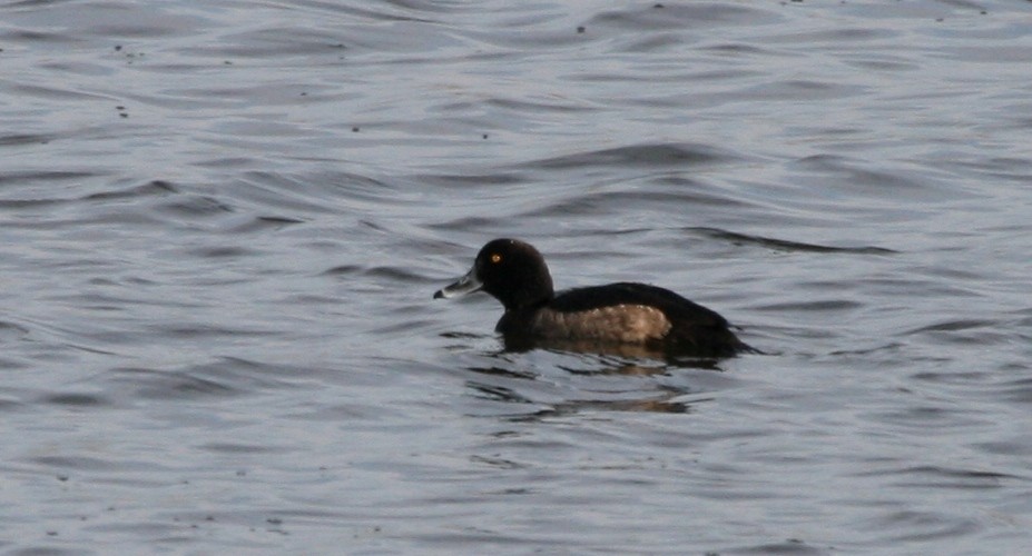 Tufted Duck - Nancy Magnusson