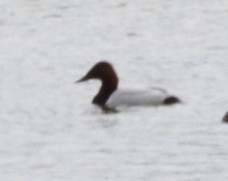 Canvasback - ML129526821