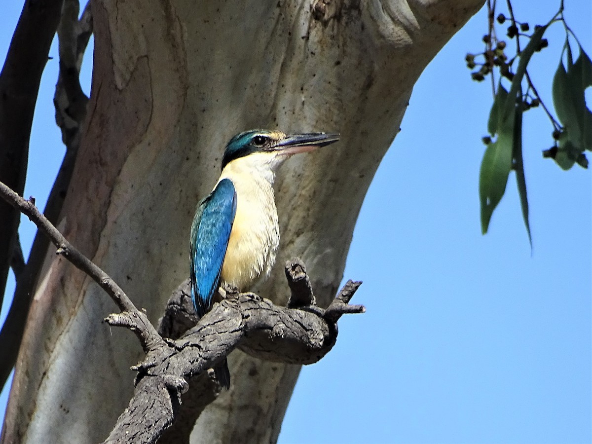 Sacred Kingfisher - ML129528881