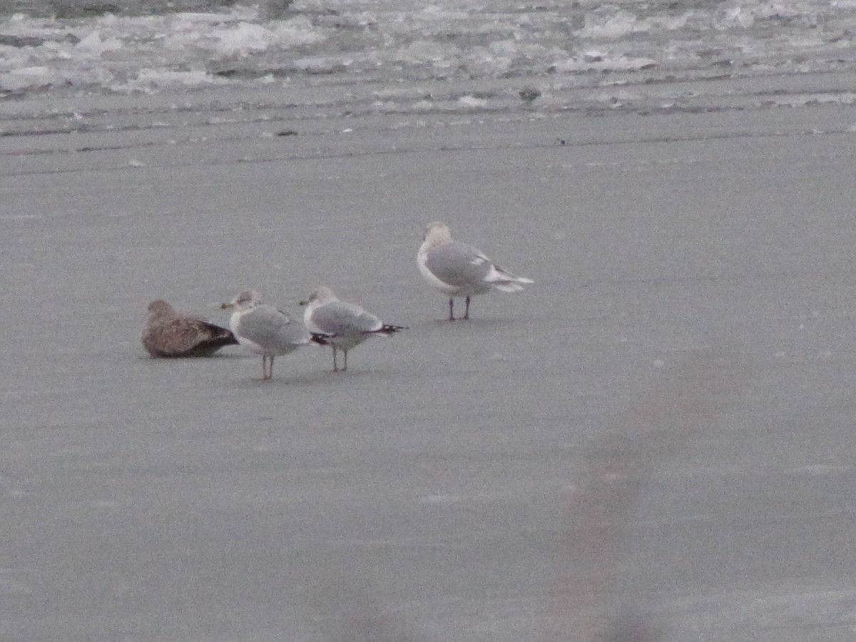 Iceland Gull - ML129529241