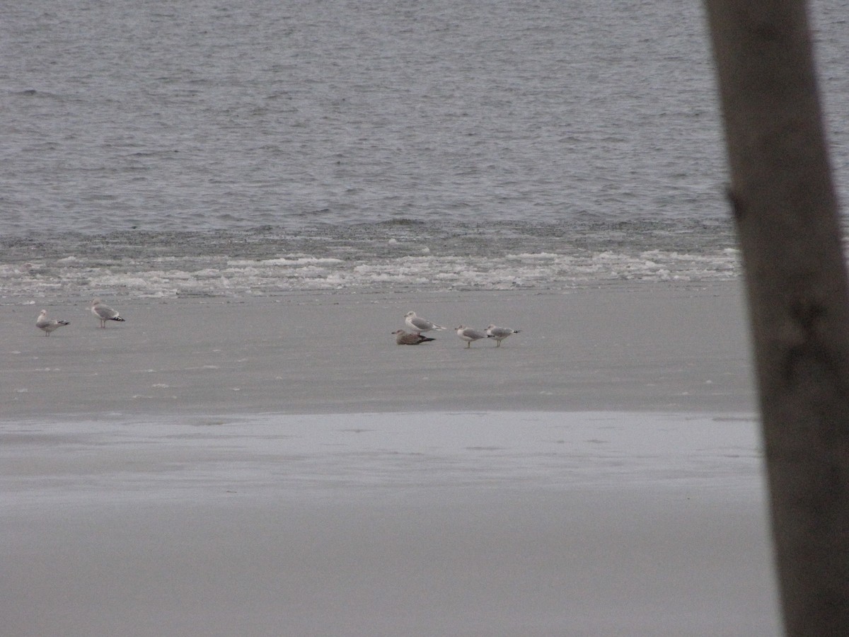 Gaviota Groenlandesa - ML129529311