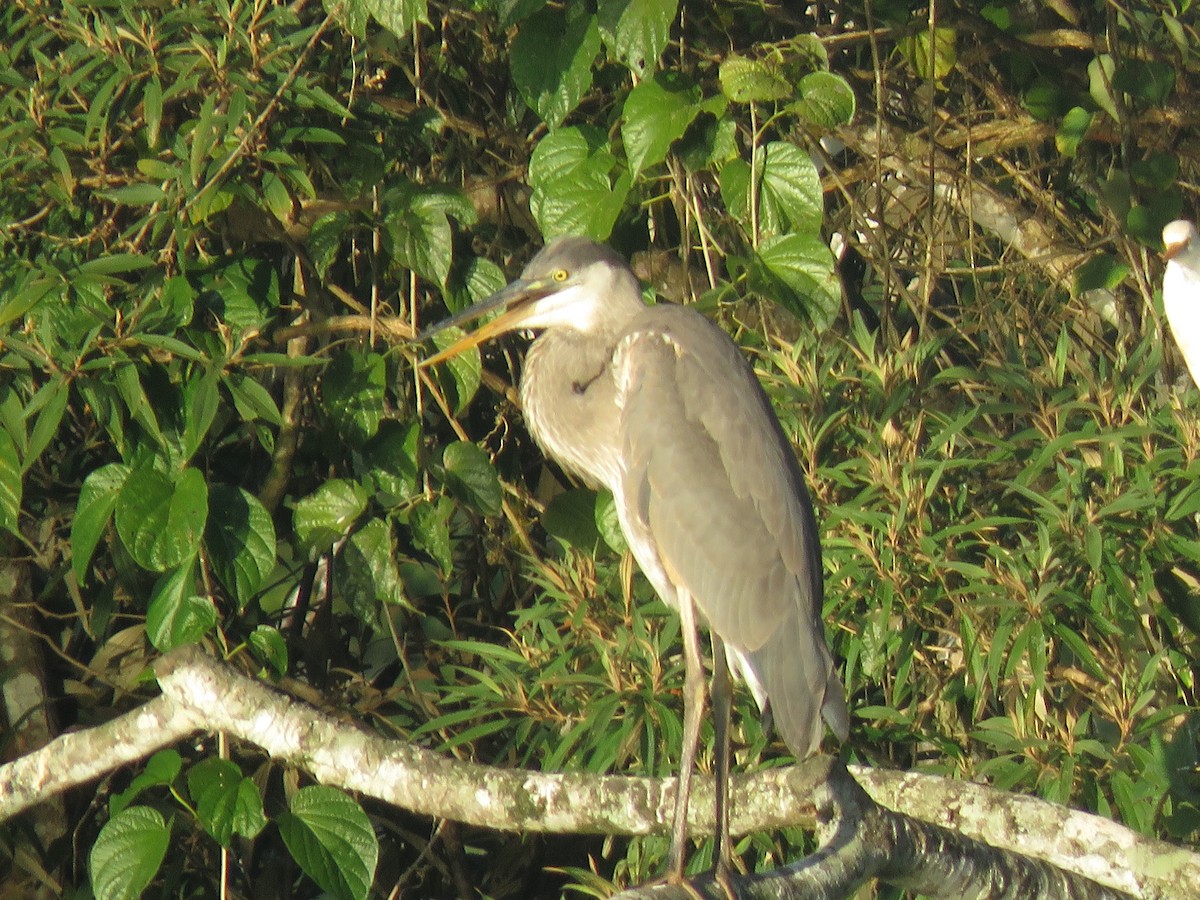 Garza Azulada - ML129529441