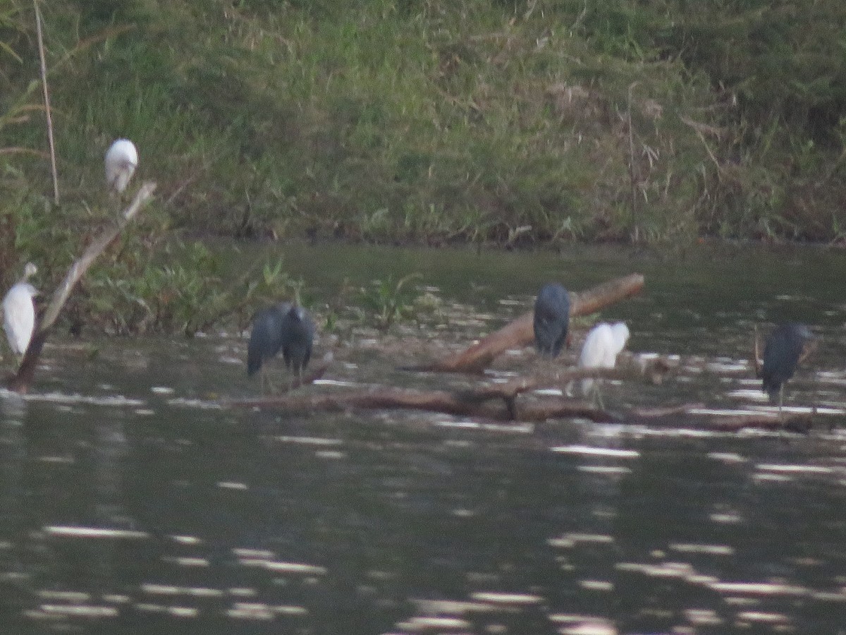 Little Blue Heron - ML129529471