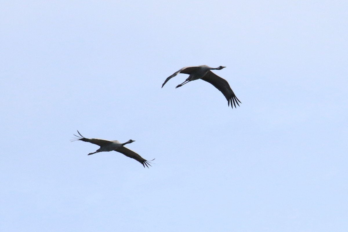 Common Crane - Leith Woodall