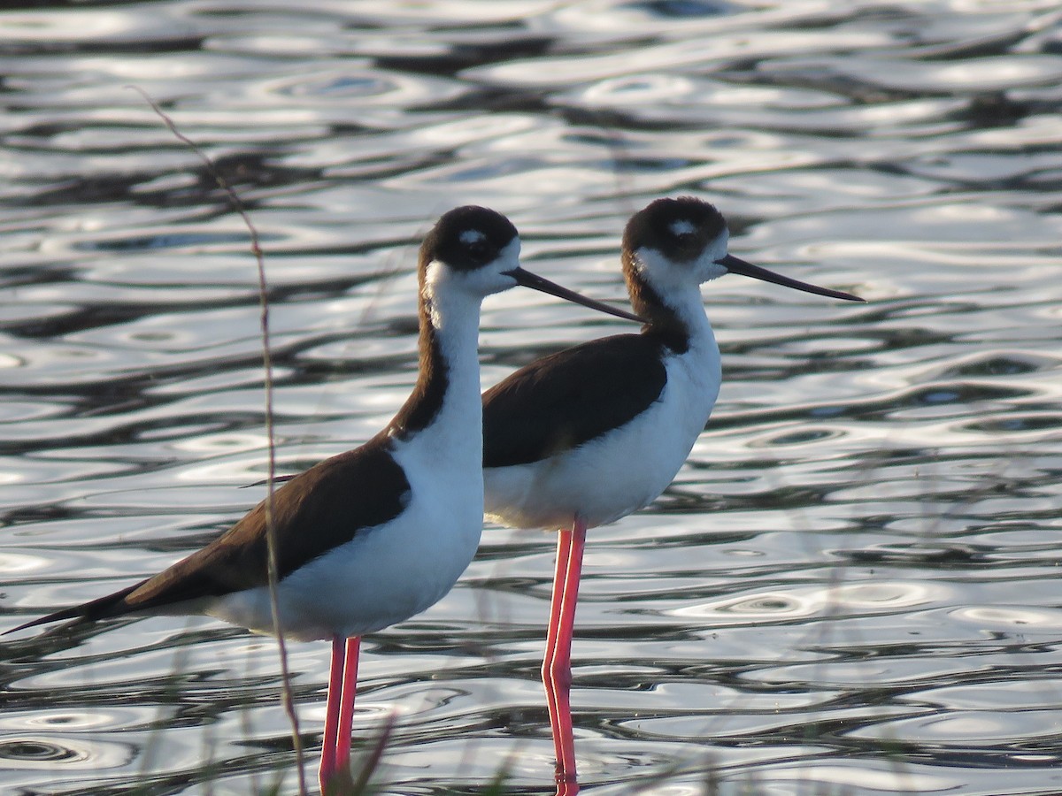 Black-necked Stilt - ML129530211