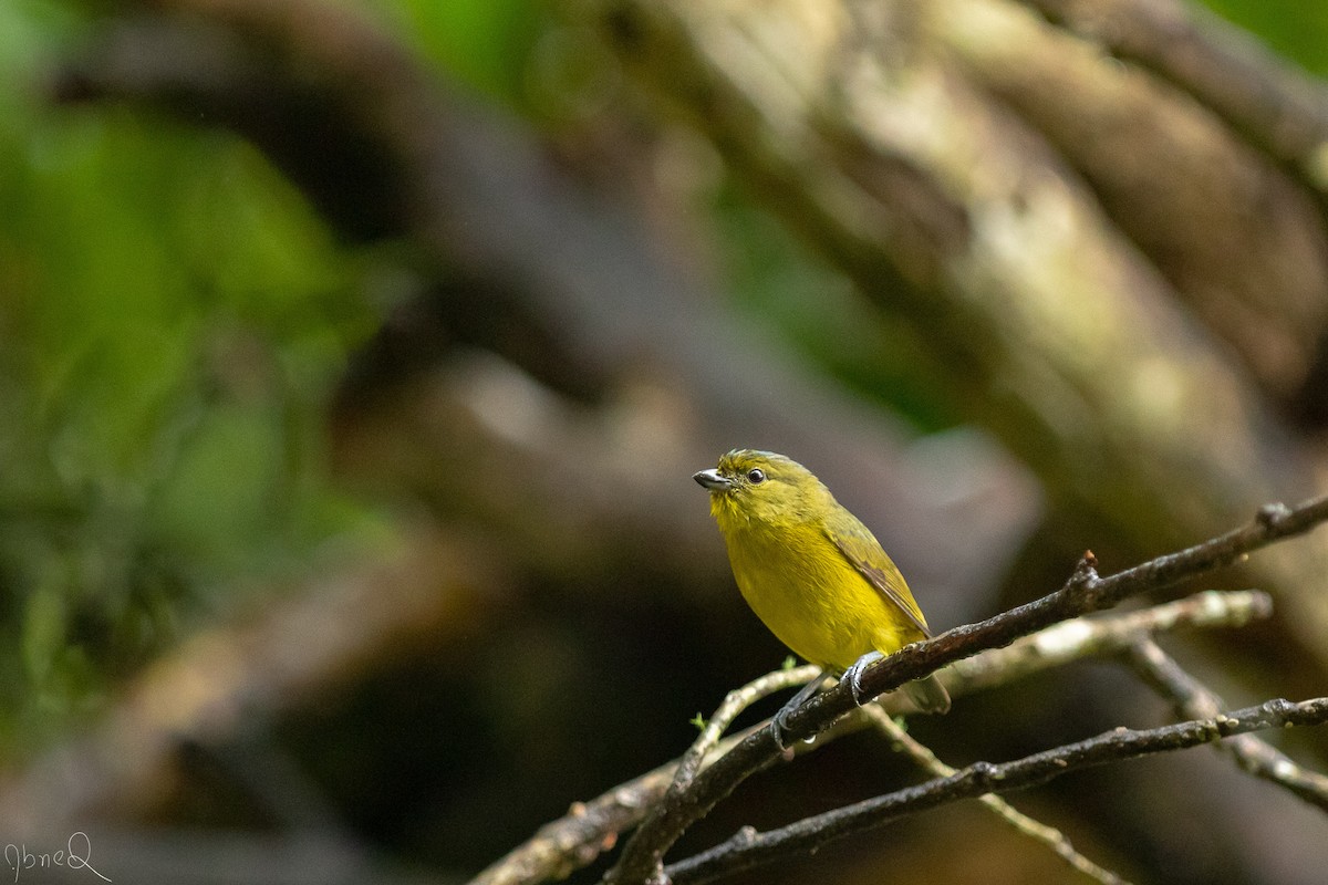 Violaceous Euphonia - ML129530441