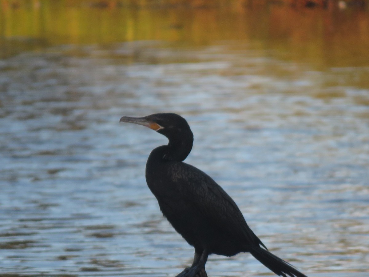 Neotropic Cormorant - ML129530671