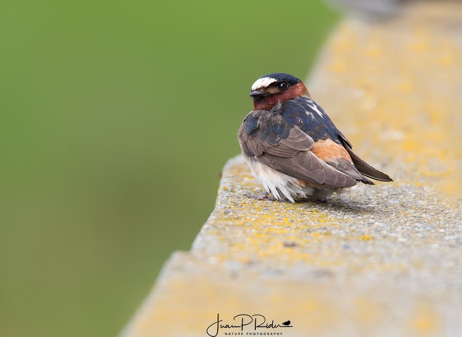 Cliff Swallow - JUAN PABLO RIDER LEGISOS