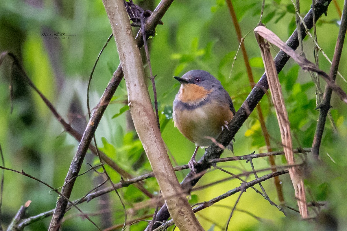 Rwenzori Apalis - ML129531021