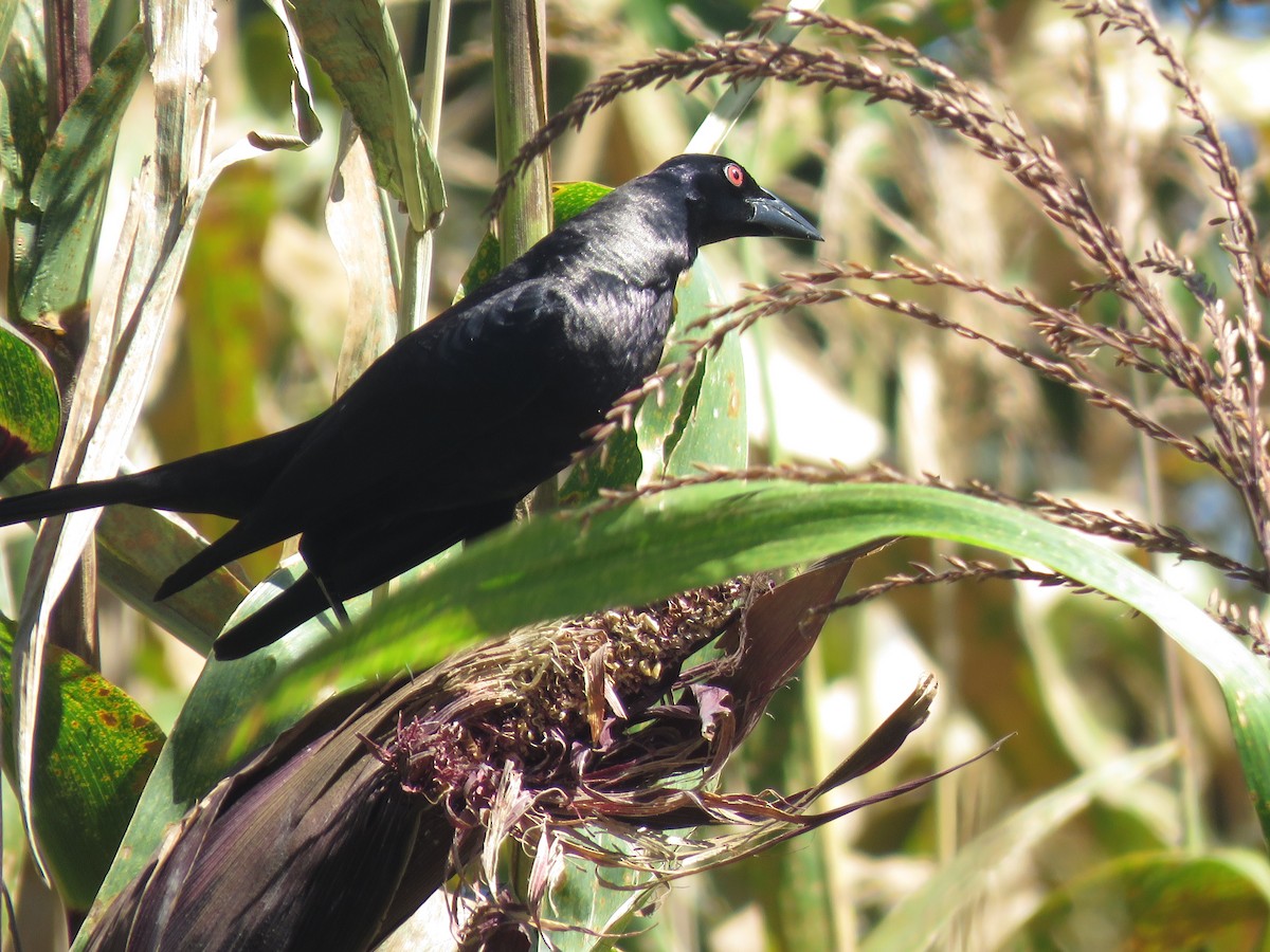 Giant Cowbird - ML129531041