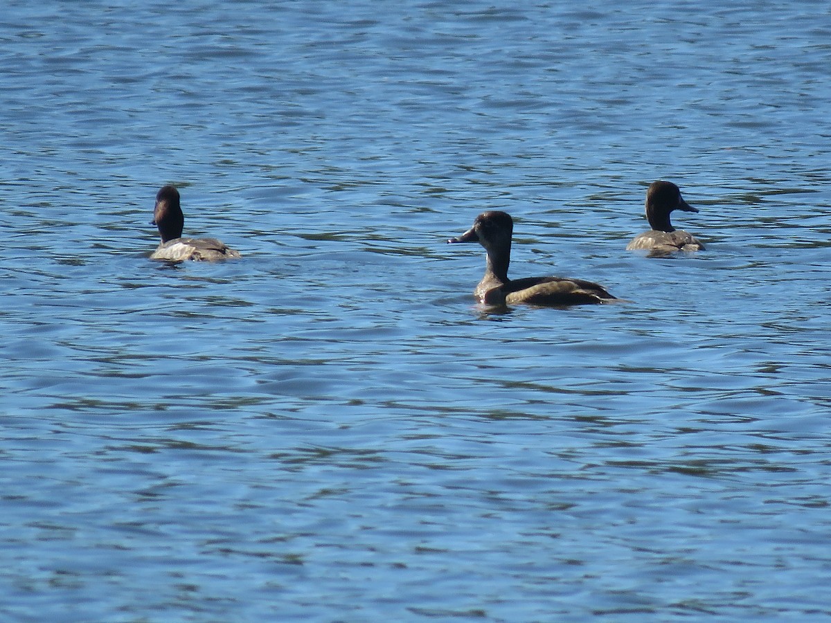 Ring-necked Duck - ML129531651