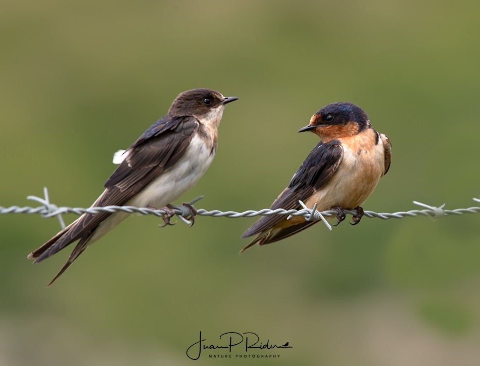 Barn Swallow - JUAN PABLO RIDER LEGISOS
