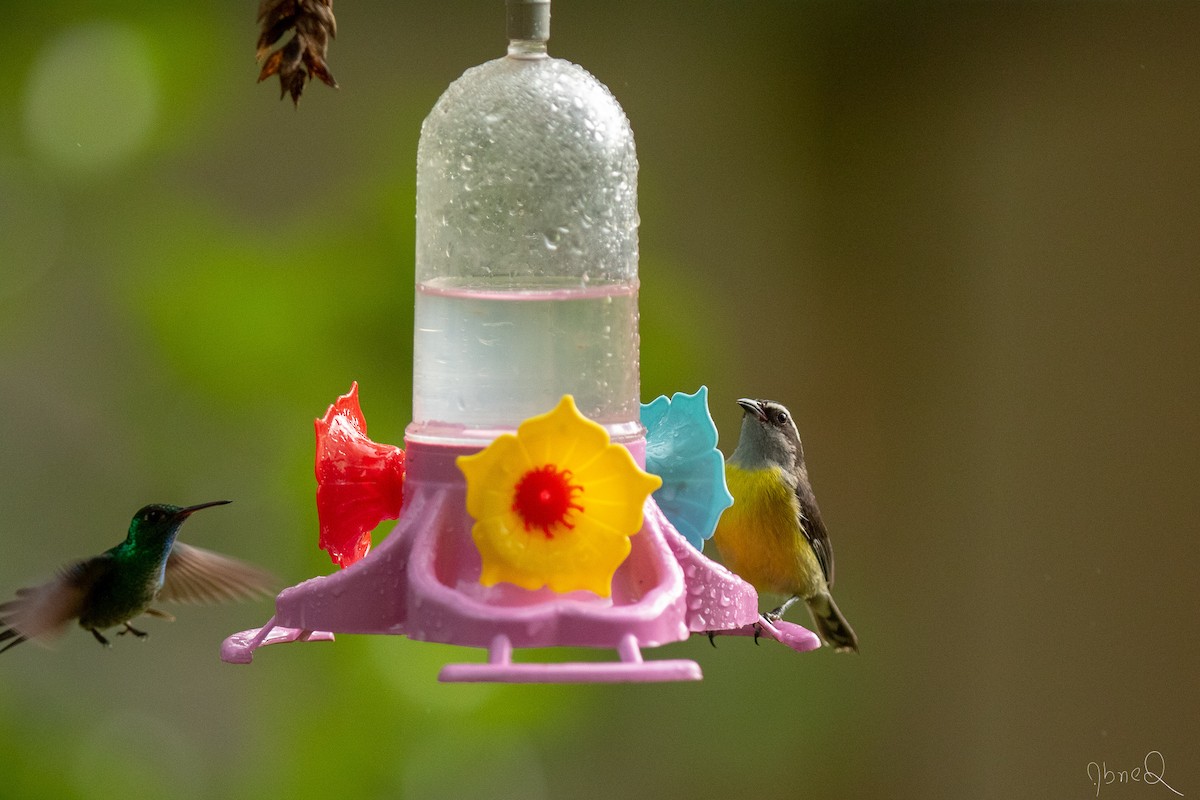 Bananaquit - Abner Terribili