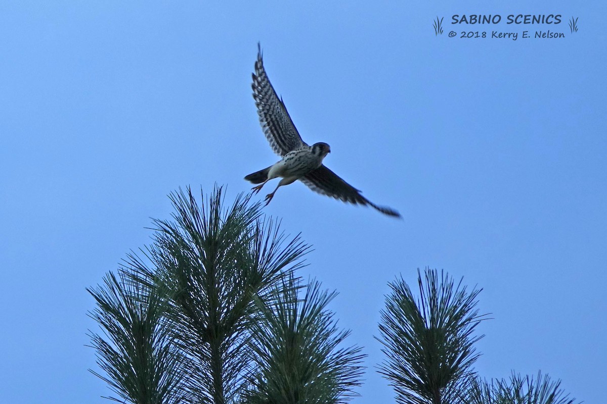 American Kestrel - ML129534471