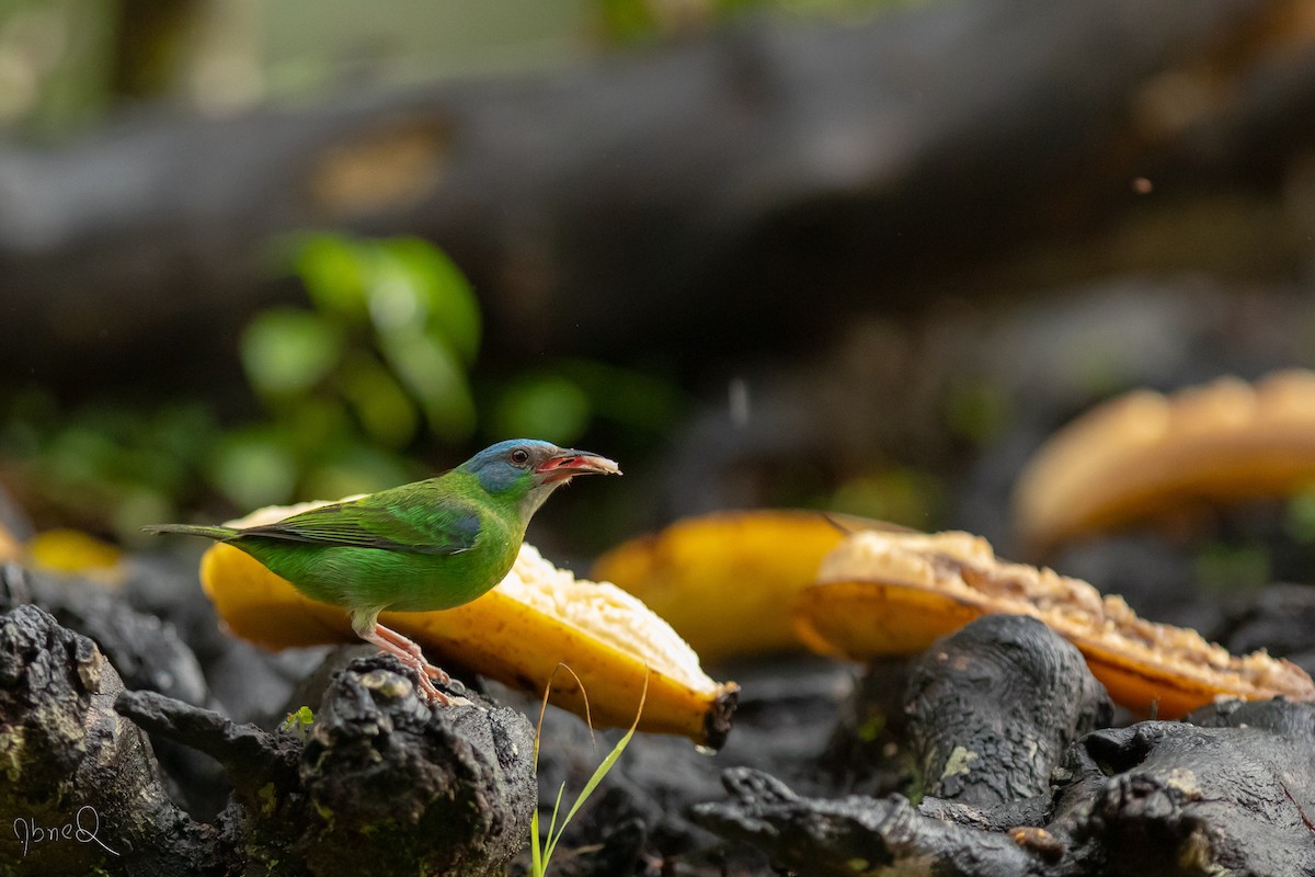 Blue Dacnis - ML129534541