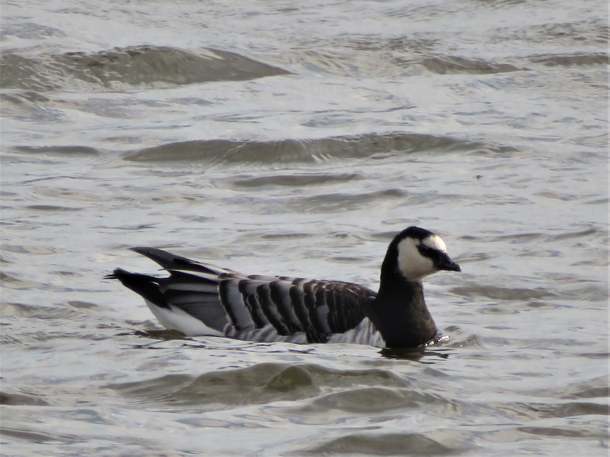 Barnacle Goose - ML129534781