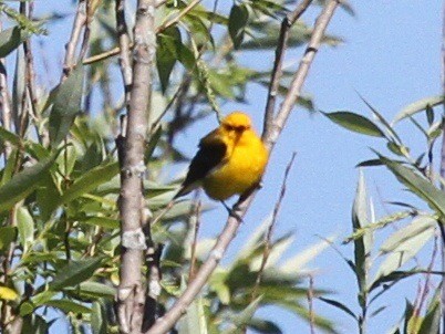 Prothonotary Warbler - Suan Yong