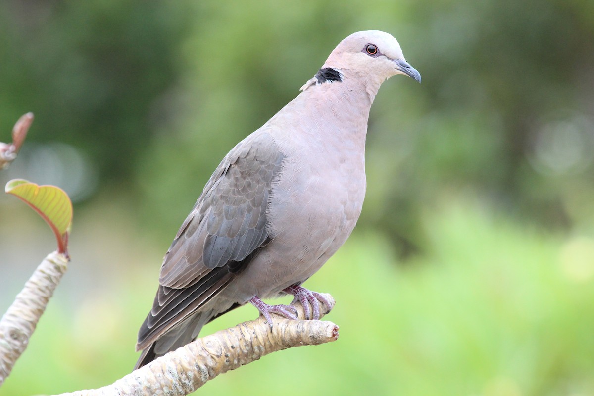 Red-eyed Dove - ML129536401