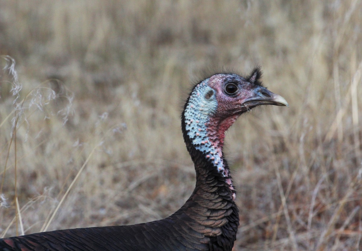 Wild Turkey - Chuck Gates