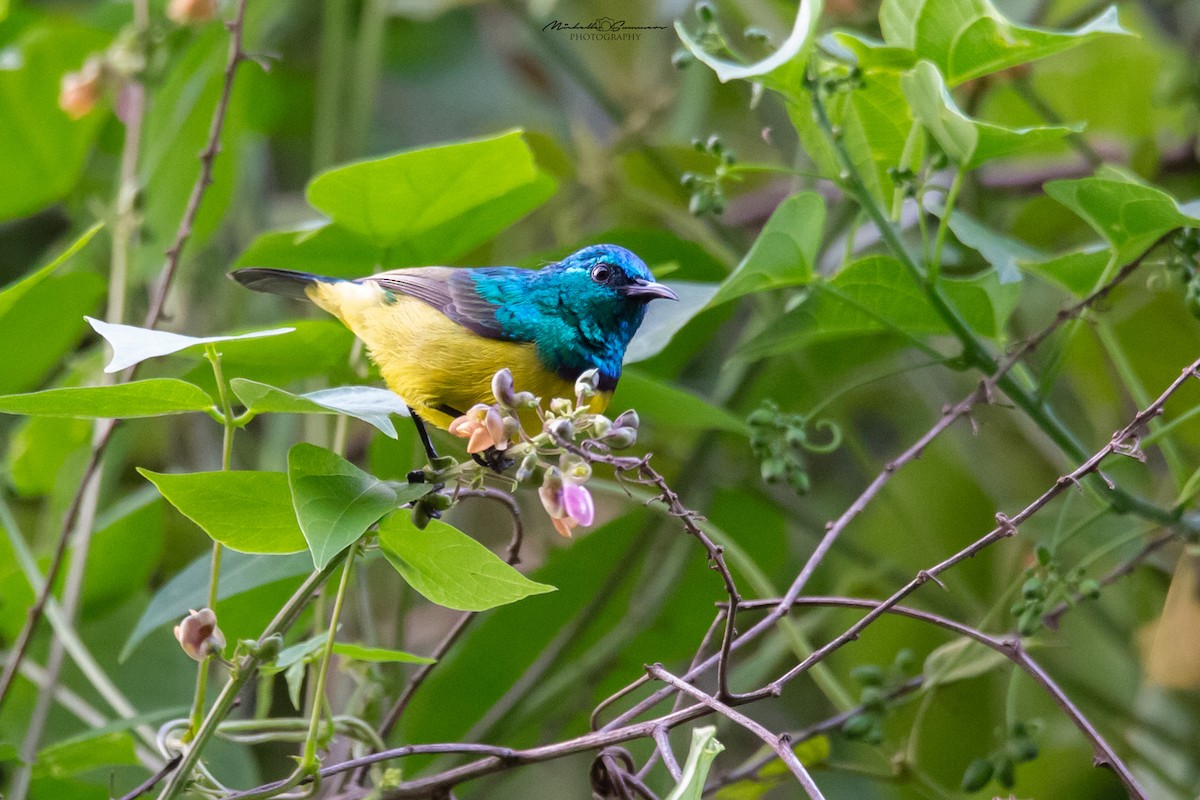 Collared Sunbird - ML129537711