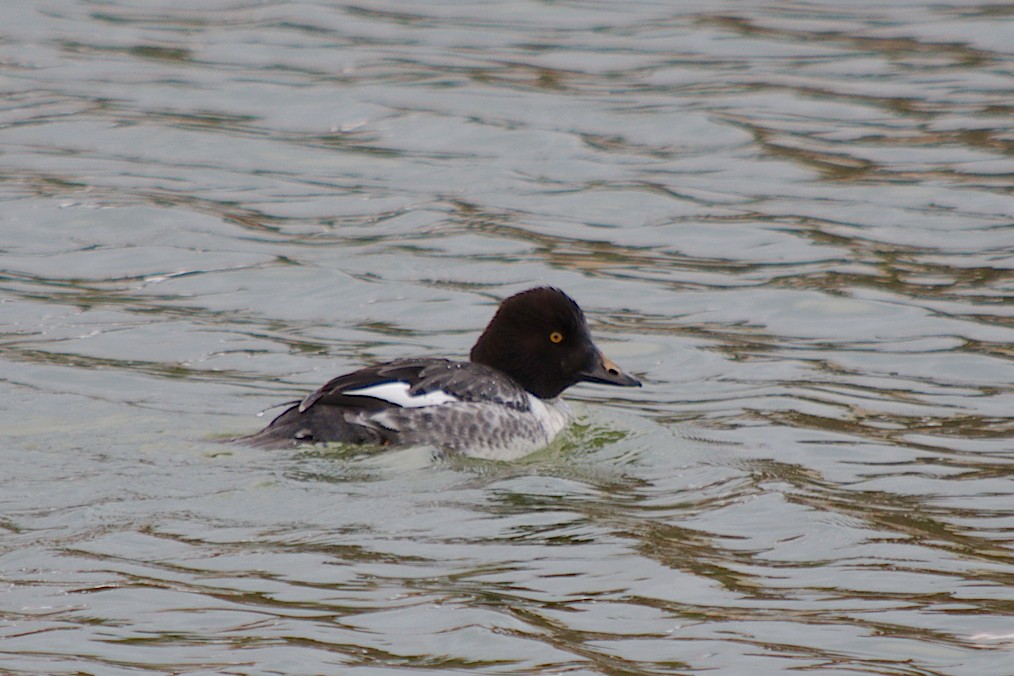 Common Goldeneye - George Ross