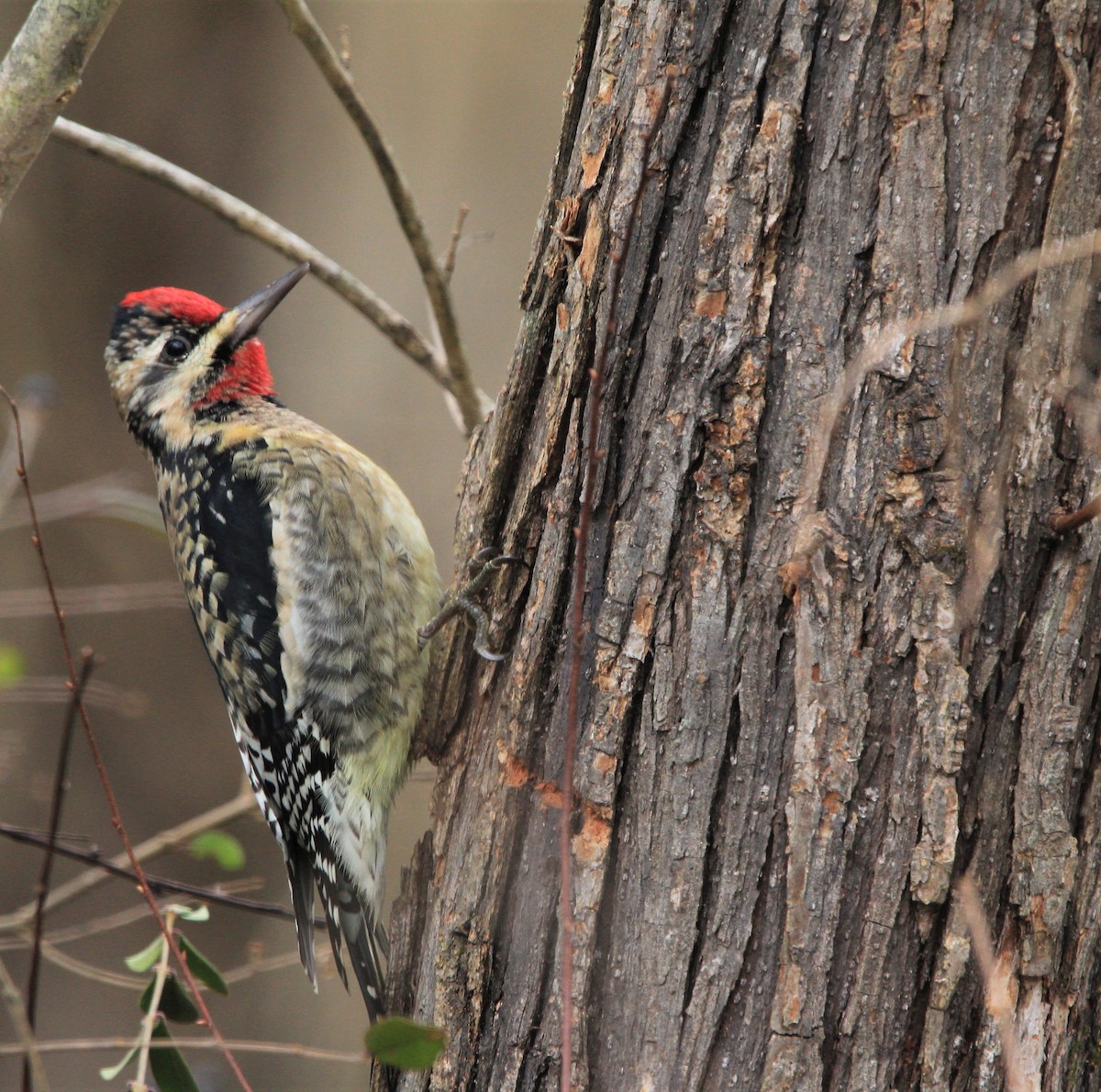 Yellow-bellied Sapsucker - ML129539061