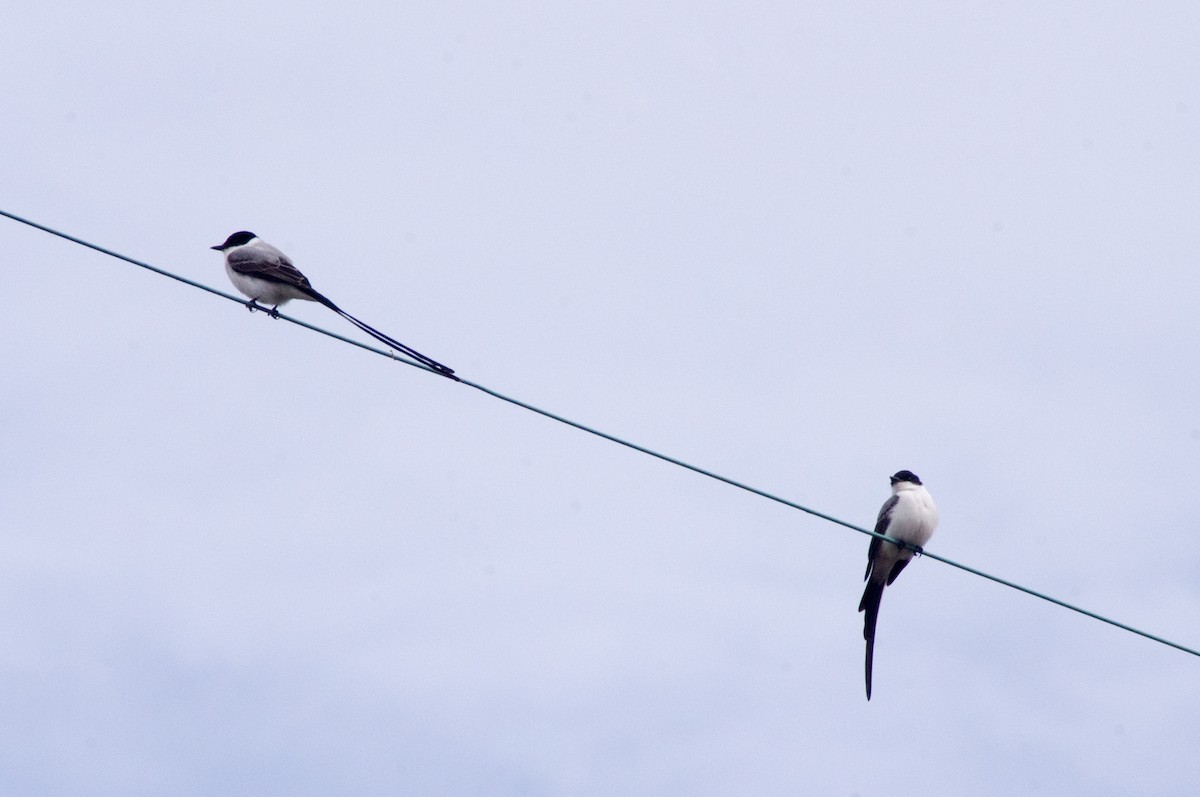 Fork-tailed Flycatcher - Irvin Louque