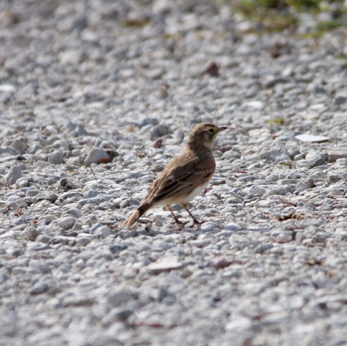 Horned Lark - ML129542741