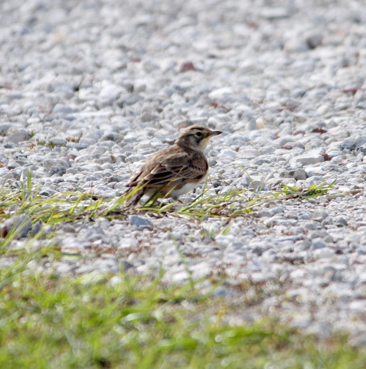 Horned Lark - ML129542781