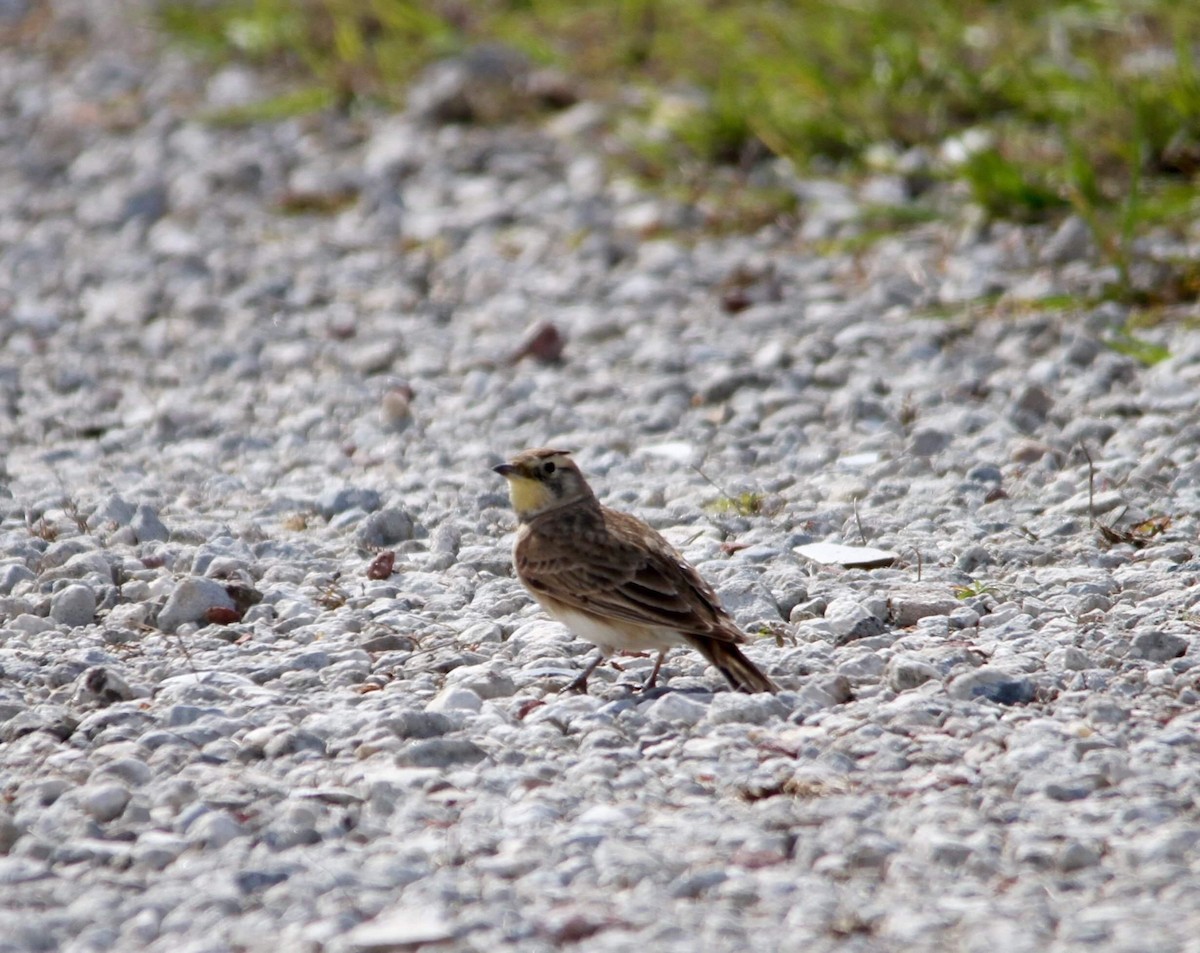 Horned Lark - ML129542791