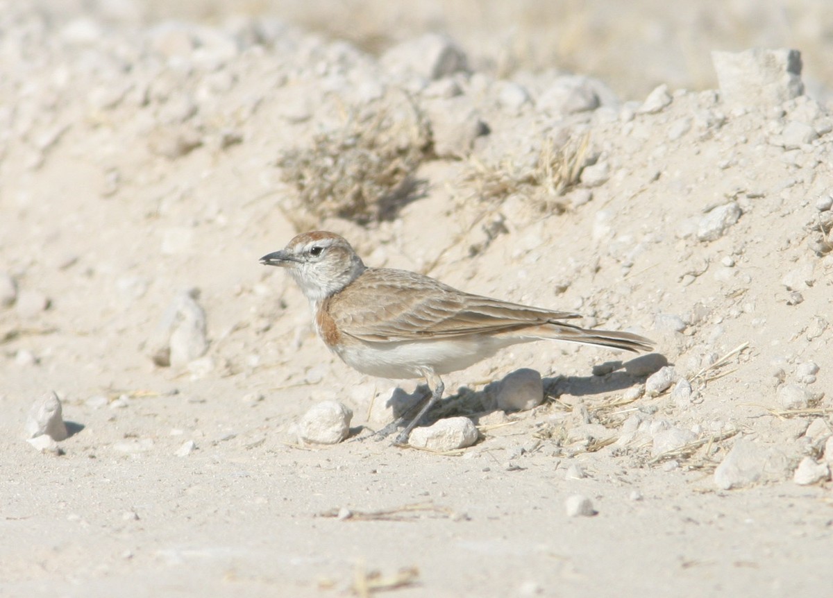 Red-capped Lark - ML129542811