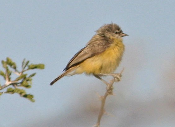 Southern Penduline-Tit - ML129543121