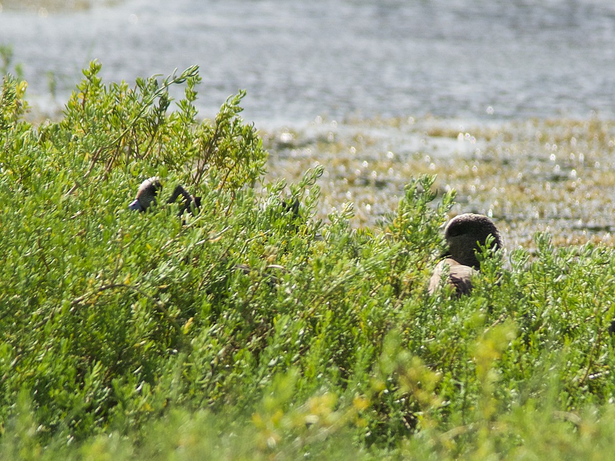 American Wigeon - ML129543751