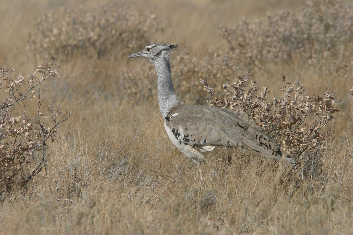 Kori Bustard - Don Roberson