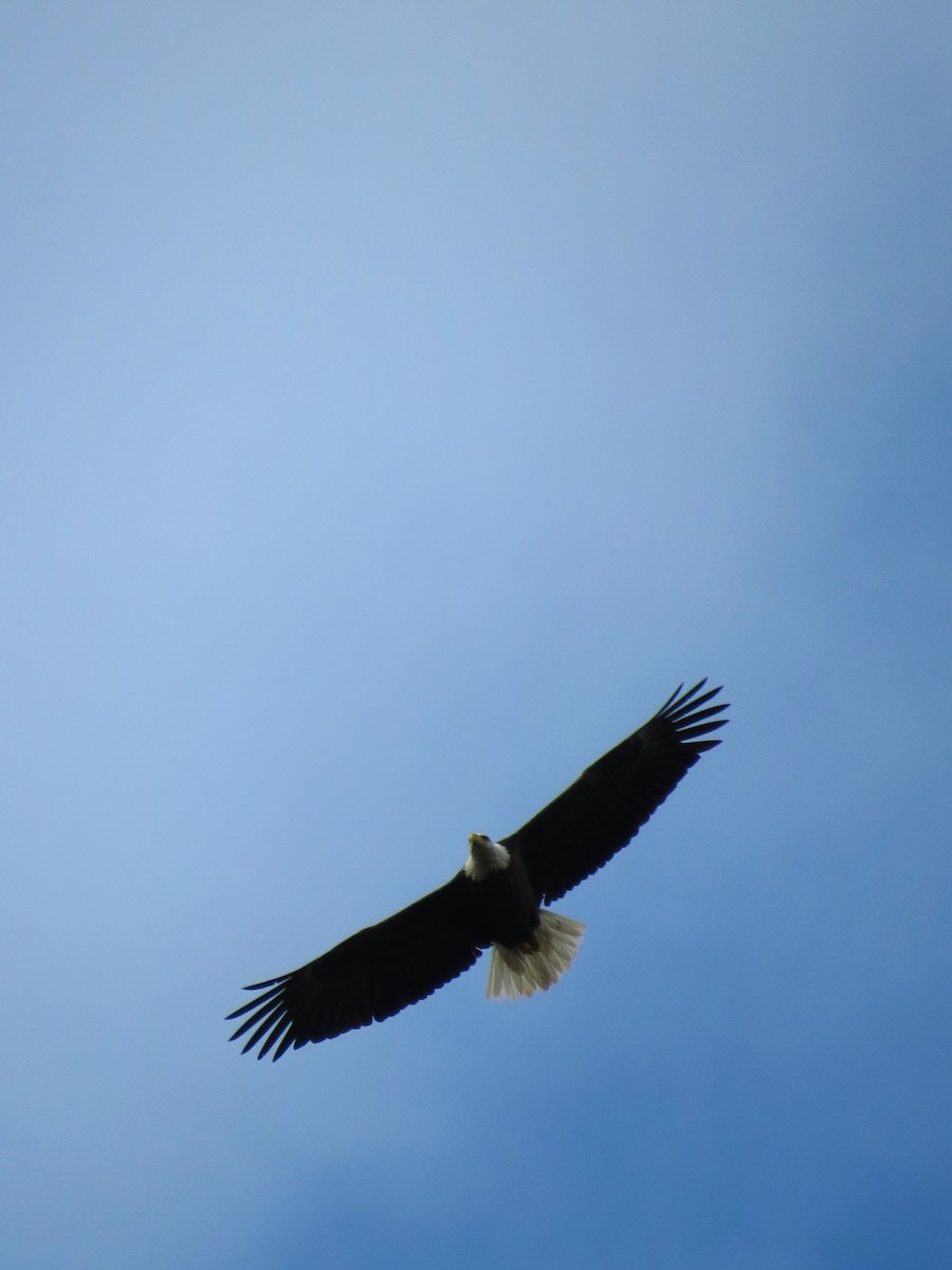 Bald Eagle - ML129545631