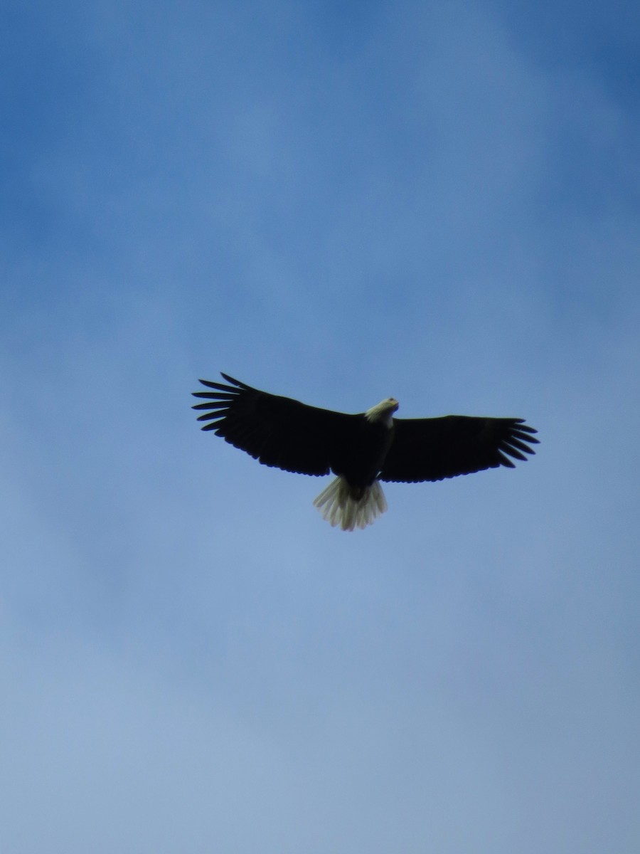 Bald Eagle - ML129545651