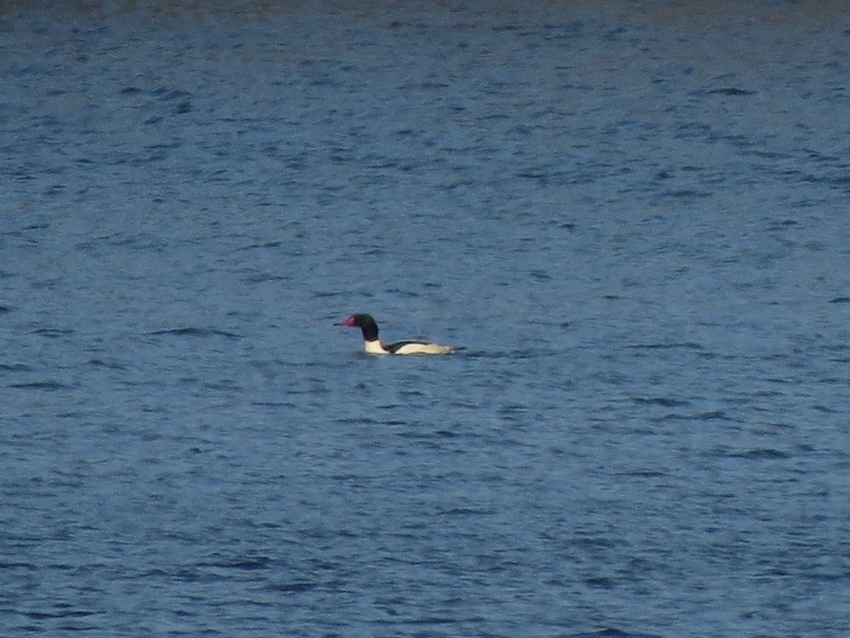 Common Merganser - ML129546421