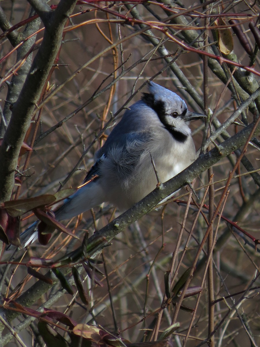 Blauhäher - ML129546471