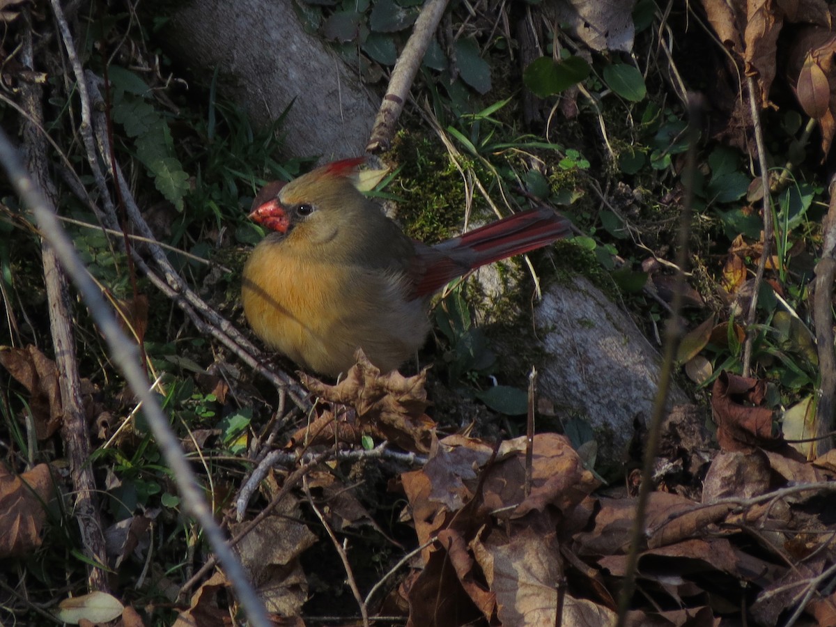 Cardinal rouge - ML129546521